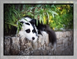 Murek, Pies, Border collie, Rośliny